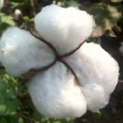 Dollar’s New Facility In Ludhiana