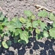 Textile Importers To Renegotiate Prices After Rupee Fall