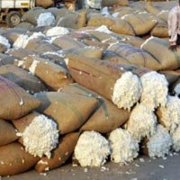 Monsoon Delay Affects Cotton Farmer Sentiments