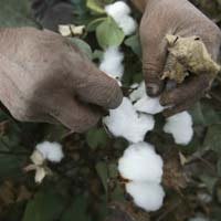 Cotton Production may Drop by 10-15 Lakh Bales