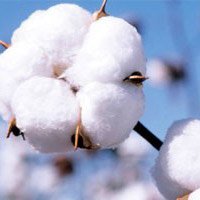 Measures Against Dumping Of Cotton In Overseas Markets