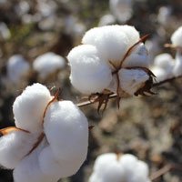 Telangana For Higher MSP Of Cotton