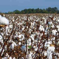 Measures To Promote Cotton Based Industries In Vidarbha