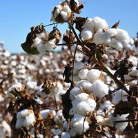 Cotton Output At 341.5 Lakh Bales This Season