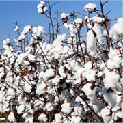 Monte Carlo Opens Store In Noida