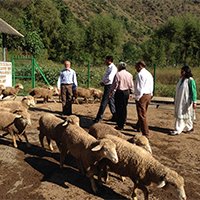 To Boost Wool Production
