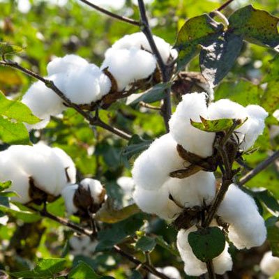 Exempt from Tax on import of Indian Cotton Fabrics Soon