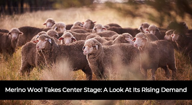 Merino Wool Takes Center Stage: A Look At Its Rising Demand