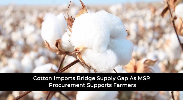 Cotton Imports Bridge Supply Gap As MSP Procurement Supports Farmers