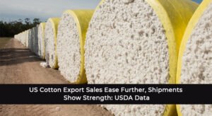 US Cotton Export Sales Ease Further, Shipments Show Strength: USDA Data