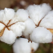 Government Strengthens Support For Spinning Mills; ASI Data Shared In Rajya Sabha