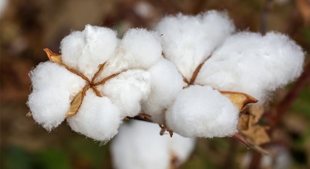 Government Strengthens Cotton Availability