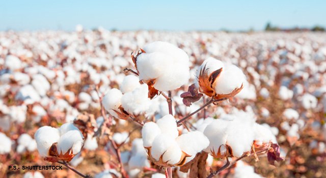Uzbekistan Accelerates Cotton Mechanisation