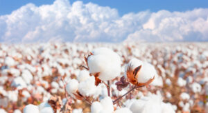 Cabinet Approves ₹1,718.56 Cr MSP Support