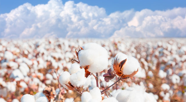 Cabinet Approves ₹1,718.56 Cr MSP Support