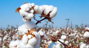 Brazil Cotton Exports Hit Record Despite Slow Mid-April Trade Activity