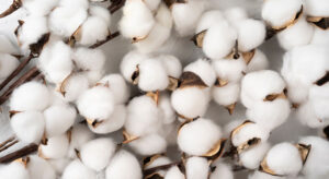 Cotton Procurement Extended By CCI
