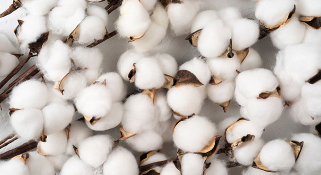 Cotton Procurement Extended By CCI