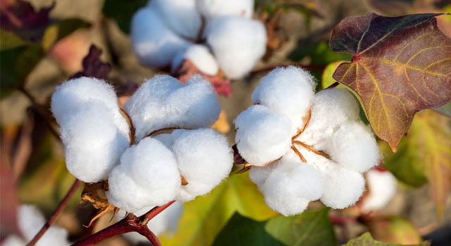 South India Cotton Yarn Steadies