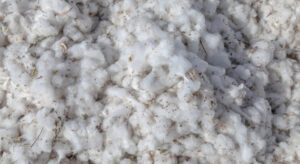 Customs Duty Exemption On Cotton Imports